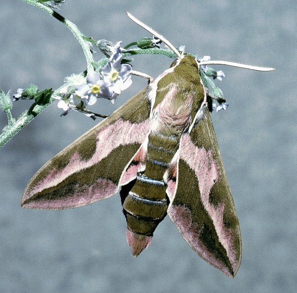 Male Hyles tithymali 'sammuti', Malta. Photo: © Tony Pittaway.