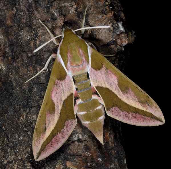 Female Hyles tithymali 'sammuti', Malta. Photo: © Jean Haxaire.