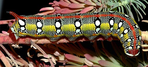 Full-grown larva of Hyles tithymali 'sammuti', Malta. Photo: © Aldo Catania.