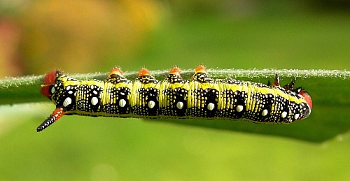 Third instar larva of Hyles tithymali 'sammuti', Malta. Photo: © Tony Pittaway.