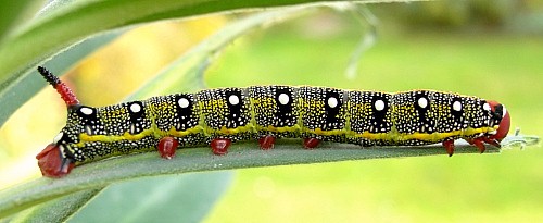 Fourth instar larva of Hyles tithymali 'sammuti', Malta. Photo: © Tony Pittaway.