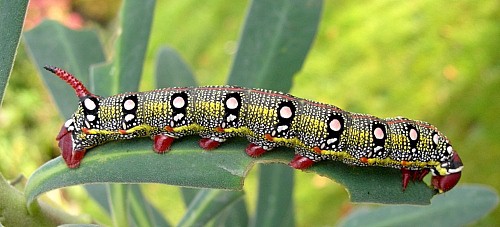 Final instar larva of Hyles tithymali 'sammuti', Malta. Photo: © Tony Pittaway.