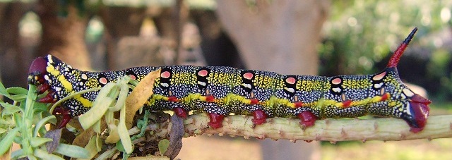Final instar larva of Hyles tithymali ?sammuti/deserticola, Linosa Island, Italy. Photo: © Martin Garner.