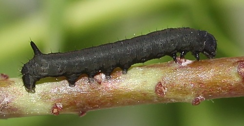 First instar larva of Hyles tithymali 'sammuti', Malta. Photo: © Stefan Wils.