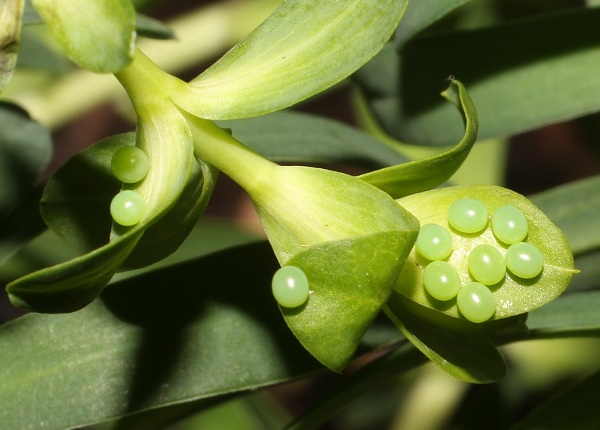 Eggs of Hyles tithymali 'sammuti', Malta. Photo: © Stefan Wils.