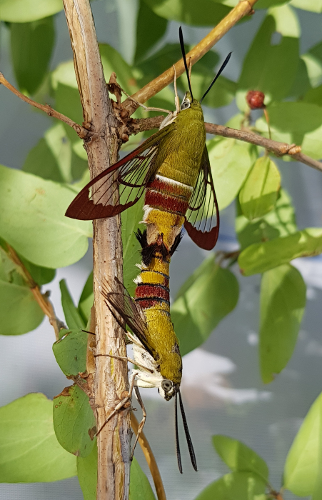 Mating pair of Hemaris saundersii, Khyber Pakhtunkhwa, Pakistan, 2018. Photo: © Serge Yevdoshenko.