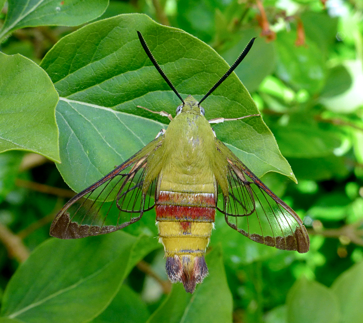 Male Hemaris saundersii (worn), Khyber Pakhtunkhwa, Pakistan, bred 2018/19, leg. Serge Yevdoshenko. Photo: © Tony Pittaway.