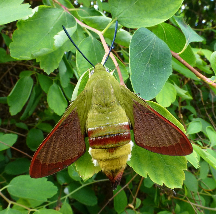 Female Hemaris saundersii with pre-flight scales, Khyber Pakhtunkhwa, Pakistan, bred 2018/19, leg. Serge Yevdoshenko. Photo: © Tony Pittaway.