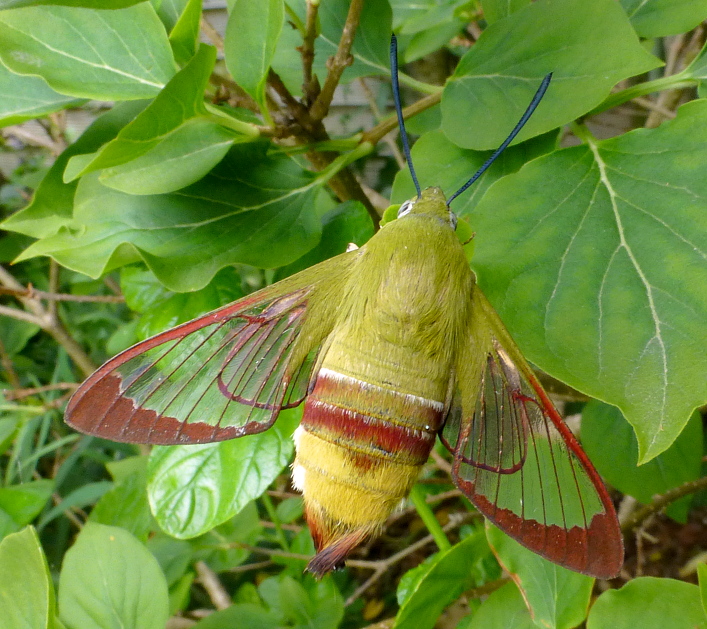 Female Hemaris saundersii (worn), Khyber Pakhtunkhwa, Pakistan, bred 2018/19, leg. Serge Yevdoshenko. Photo: © Tony Pittaway.