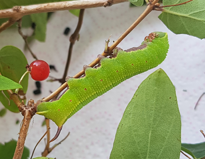 Full-grown larva of Hemaris saundersii (lateral view), Khyber Pakhtunkhwa, Pakistan, 2018. Photo: © Serge Yevdoshenko.