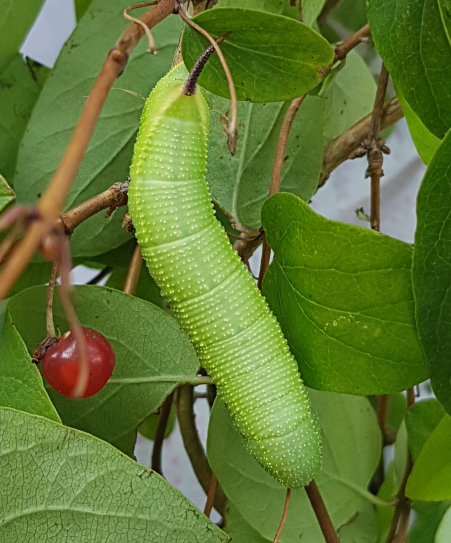 Full-grown green form larva of Hemaris saundersii (dorsal view), Khyber Pakhtunkhwa, Pakistan, 2018. Photo: © Serge Yevdoshenko.