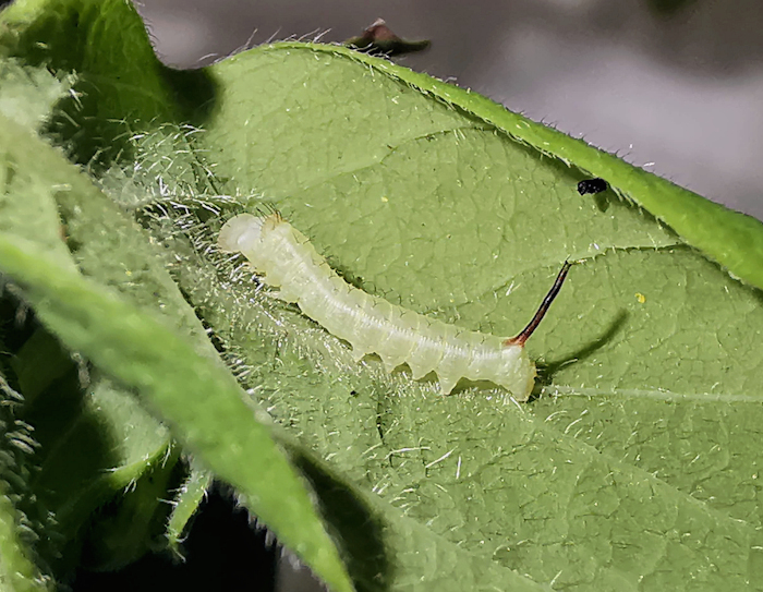 First instar larva of Hemaris saundersii (lateral view), Khyber Pakhtunkhwa, Pakistan, 2018. Photo: © Serge Yevdoshenko.
