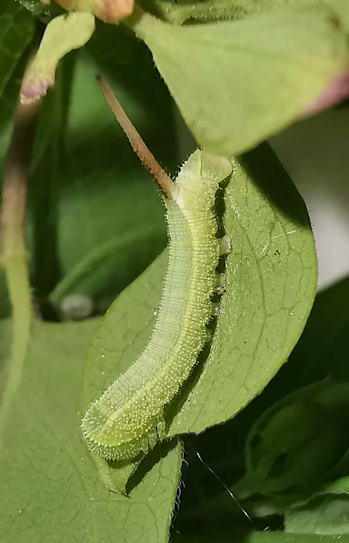 Third instar larva of Hemaris saundersii (lateral view), Khyber Pakhtunkhwa, Pakistan, 2018. Photo: © Serge Yevdoshenko.