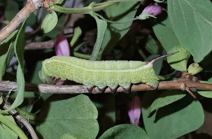 Fourth instar larva of Hemaris saundersii (lateral view), Khyber Pakhtunkhwa, Pakistan, 2018. Photo: © Serge Yevdoshenko.