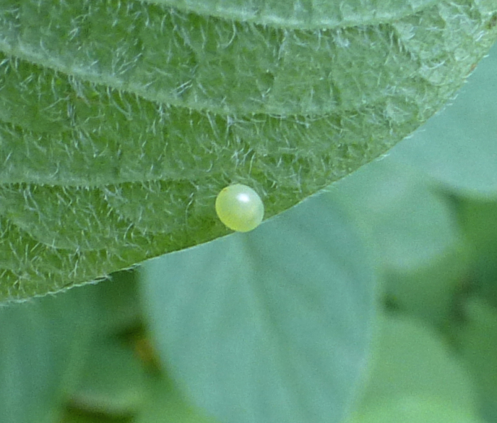 Egg of Hemaris saundersii, Khyber Pakhtunkhwa, Pakistan, bred 2018/19, leg. Serge Yevdoshenko. Photo: © Tony Pittaway.