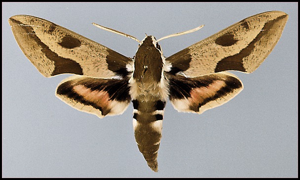 Male Hyles nicaea sheljuzkoi, Alma-Ata, Kazakhstan. HOLOTYPE.