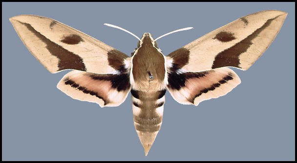 Male Hyles nicaea sheljuzkoi, Zahlé, Lebanon.