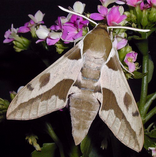 Male Hyles nicaea sheljuzkoi, Turkey. Photo: © Mark Boddington