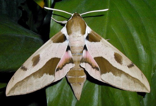 Female Hyles nicaea sheljuzkoi, Turkey. Photo: © Mark Boddington