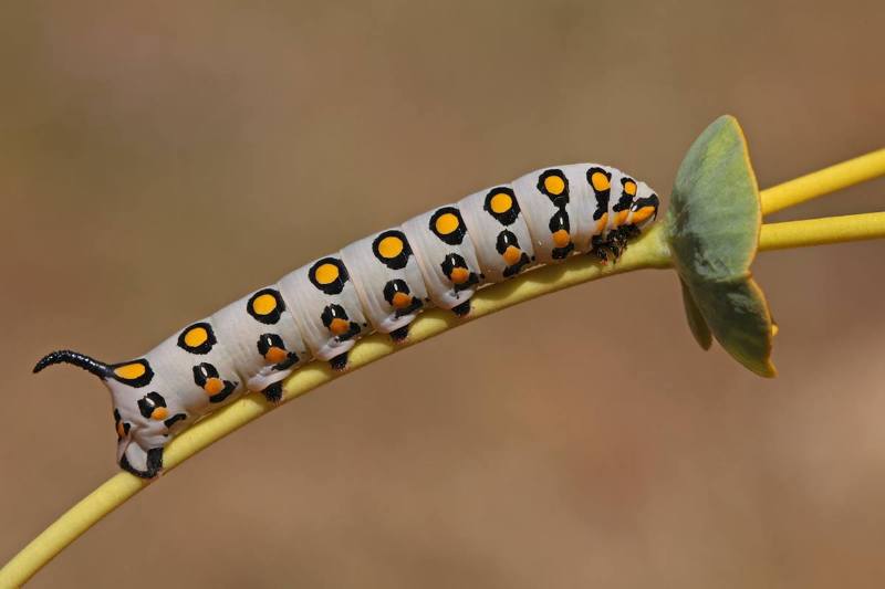 Final instar larva of Hyles nicaea sheljuzkoi, near Ariz, Cedar Mountains, northern Lebanon, 16.vii.2016, 1820m. Photo: © Christodoulos Makris.