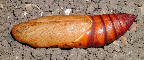 Pupa of Hyles nicaea sheljuzkoi, Turkey. Photo: © Mark Boddington