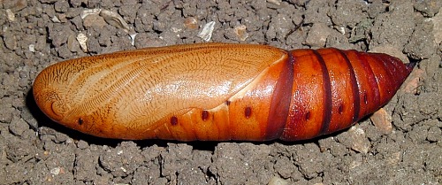 Pupa of Hyles nicaea sheljuzkoi, Turkey. Photo: © Mark Boddington