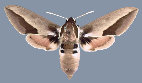 Female Hyles siehei, Toros Mountains, Turkey.