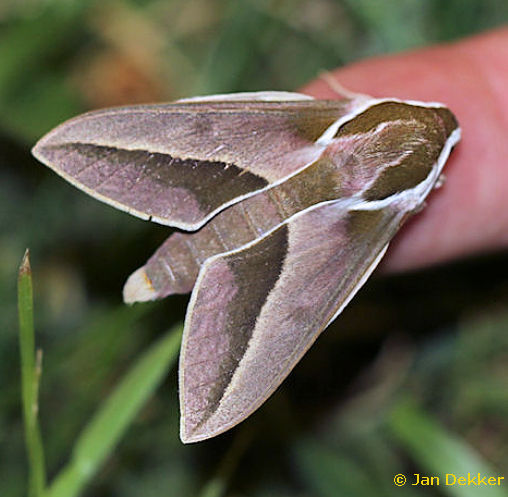 Adult Hyles siehei, ukurbag, Nigde Province, Turkey, 30.v.2013. Photo: © Jan Dekker.