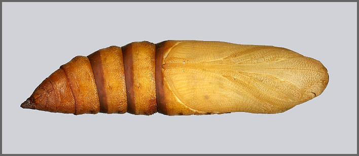 Pupa of Hyles siehei (ventral view), Erciyes Daghi, Kayseri Province, Turkey. Photo: © Tony Pittaway.