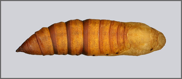 Pupa of Hyles siehei (dorsal view), Erciyes Daghi, Kayseri Province, Turkey. Photo: © Tony Pittaway.