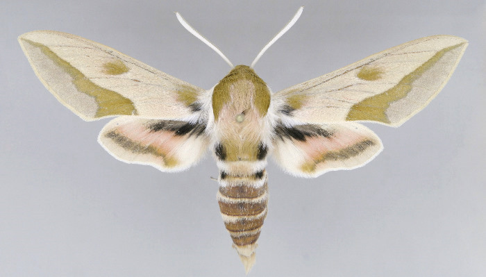 Male Hyles svetlana, Kazakhstan. Photo: © Dmitry Shovkoon.