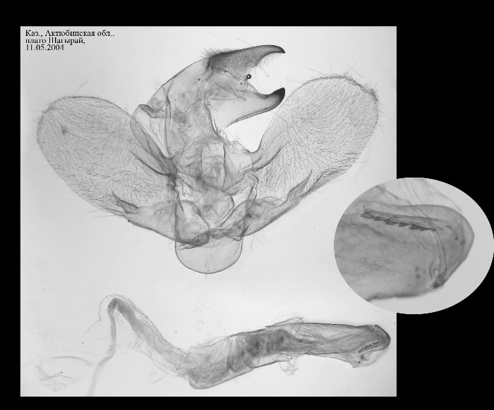 Male genitalia of Hyles svetlana, Kazakhstan. Photo: © Dmitry Shovkoon.