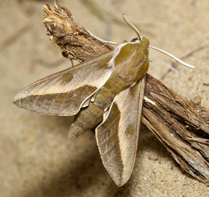 Male Hyles svetlana, Sauskan sands, Ustyurt, Mangystau region, Kazakhstan, 3.v.2015. Photo: © Evgenij Komarov.