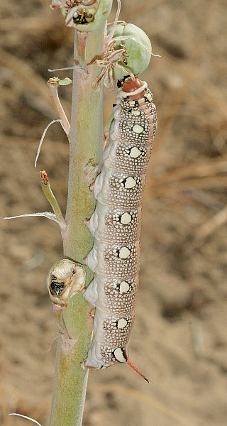 Final instar red-headed larva of Hyles svetlana, Kazakhstan. Photo: © Dmitry Shovkoon.