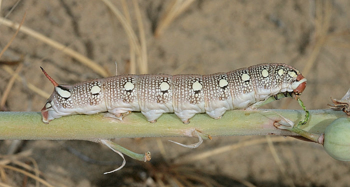 Final instar red-headed larva of Hyles svetlana, Kazakhstan. Photo: © Dmitry Shovkoon.