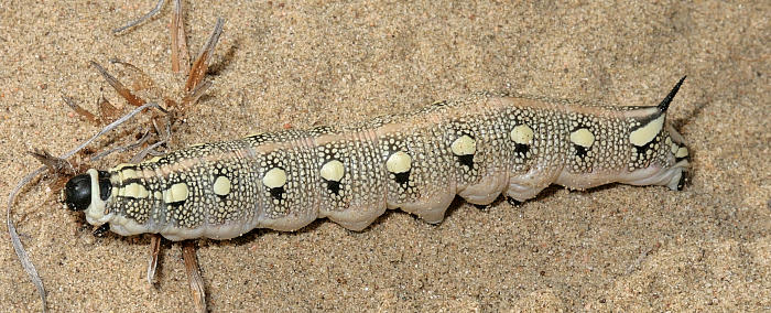 Final instar black-headed larva of Hyles svetlana, Kazakhstan. Photo: © Dmitry Shovkoon.