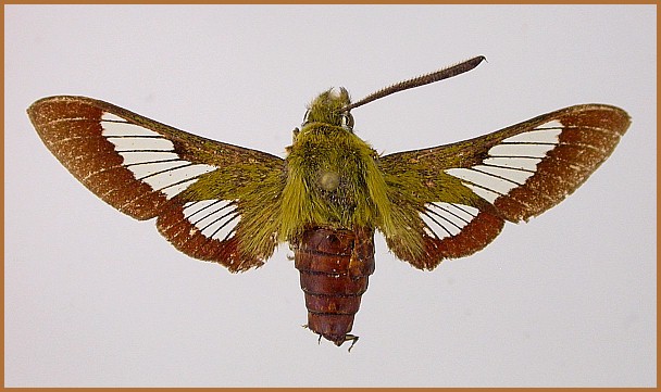 Adult male Hemaris syra (upperside), Kahraman Maras, southern Turkey, 19.v.1928, 1000m. HOLOTYPE. Photo: © Axel Hausmann, ZSM.