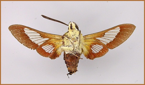 Adult male Hemaris syra (underside), Kahraman Maras, southern Turkey, 19.v.1928, 1000m. HOLOTYPE. Photo: © Axel Hausmann, ZSM.