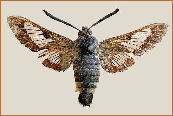 Adult male Hemaris syra (upperside), Mount Hermon, Israel/Syria, 9.vi.1995, 1600m; leg. Moran Avni, coll. Dubi Benyamini.