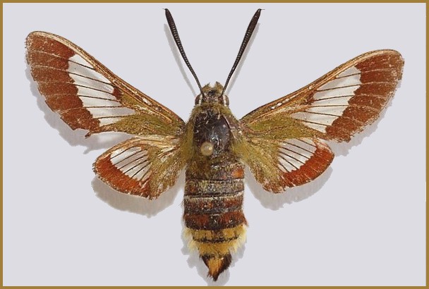 Adult male Hemaris syra (upperside), Mount Hermon, Israel/Syria, 12.vi.1993, 1600m; leg. Uri Caspi.