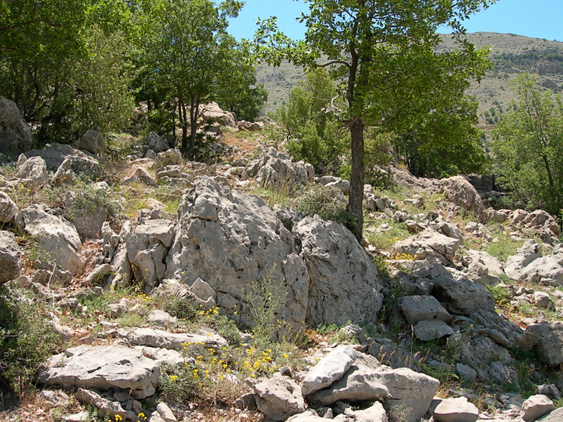 Typical habitat of Hemaris syra, Mount Hermon, Israel/Syria, v.2008. Photo: © Tony Pittaway.