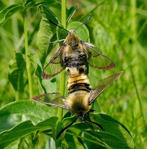 Pairing adults of Hemaris tityus, Hungary. Photo: © Szabolcs Safian.