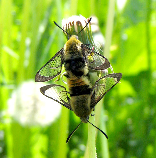 Pairing adults of Hemaris tityus, Joutseno, SE Finland. Photo: © Jaakko Pohjoismäki.