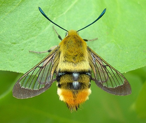 Adult of Hemaris tityus, Catalonia, Spain. Photo: © Tony Pittaway.