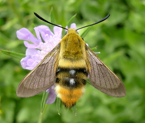 Adult of Hemaris tityus (pre-flight), Catalonia, Spain. Photo: © Tony Pittaway.