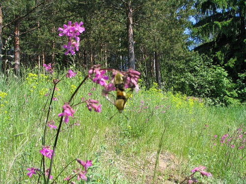 Typical habitat of Hemaris tityus, Joutseno, SE Finland. Photo: © Jaakko Pohjoismäki.