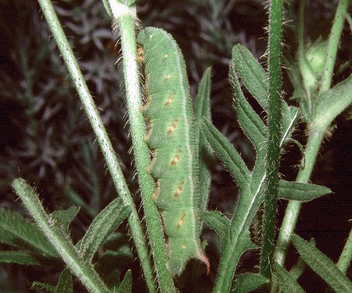 Full-grown green form larva of Hemaris tityus, Finland. Photo: © Tony Pittaway