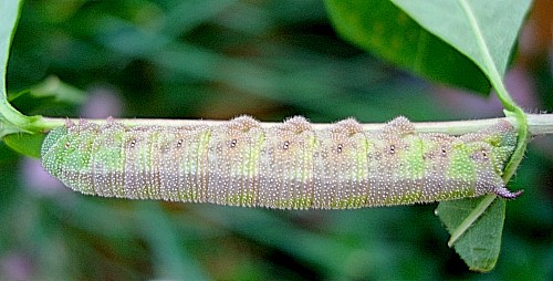 Heavily blotched full-grown green form larva of Hemaris tityus, Catalonia, Spain. Photo: © Ben Trott.