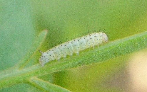 First instar larva of Hemaris tityus, Catalonia, Spain. Photo: © Ben Trott.