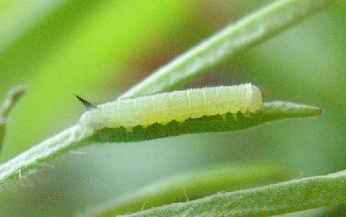 Second instar larva of Hemaris tityus, Catalonia, Spain. Photo: © Ben Trott.